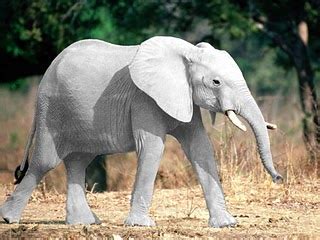 elefante branco-1